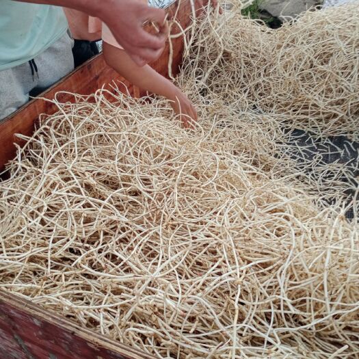 安顺鱼腥草根 大量供应鱼腥草货源充足