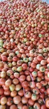 大红西红柿 山东省聊城市莘县 弧三以上