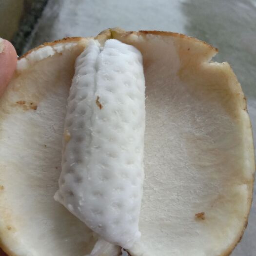 古丈县八月瓜苗  两年苗，零售链接，包邮