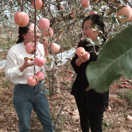 延川县红富士苹果 红富土苹果，