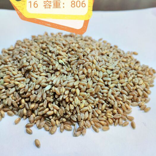 牙克石市小麦种子 金钢558种子
