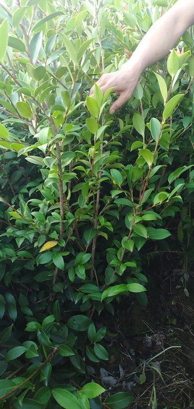 油茶苗 良优油茶嫁接苗