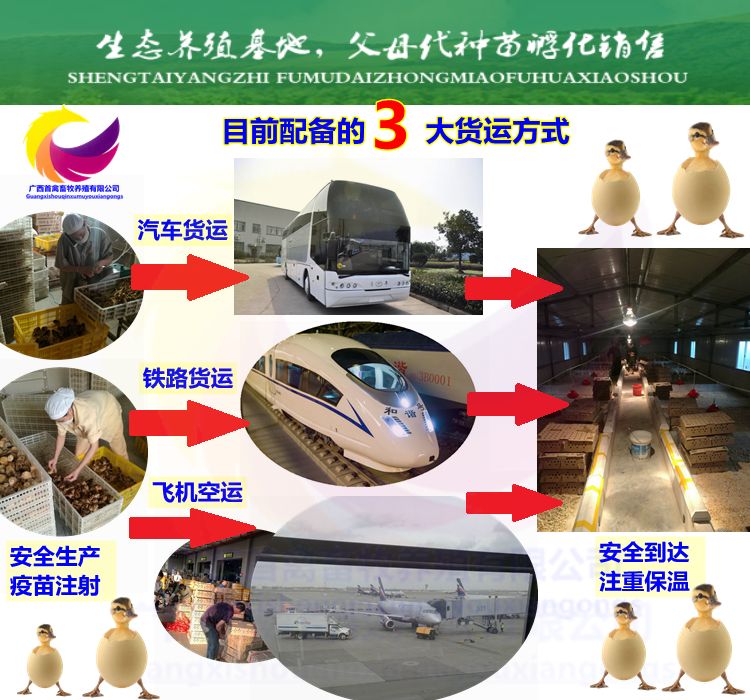 珍珠鸡苗脱温珍珠鸡苗走地山鸡成活率高做了三次疫苗