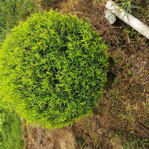 阳朔县木犀榄 各种规格木樨榄球