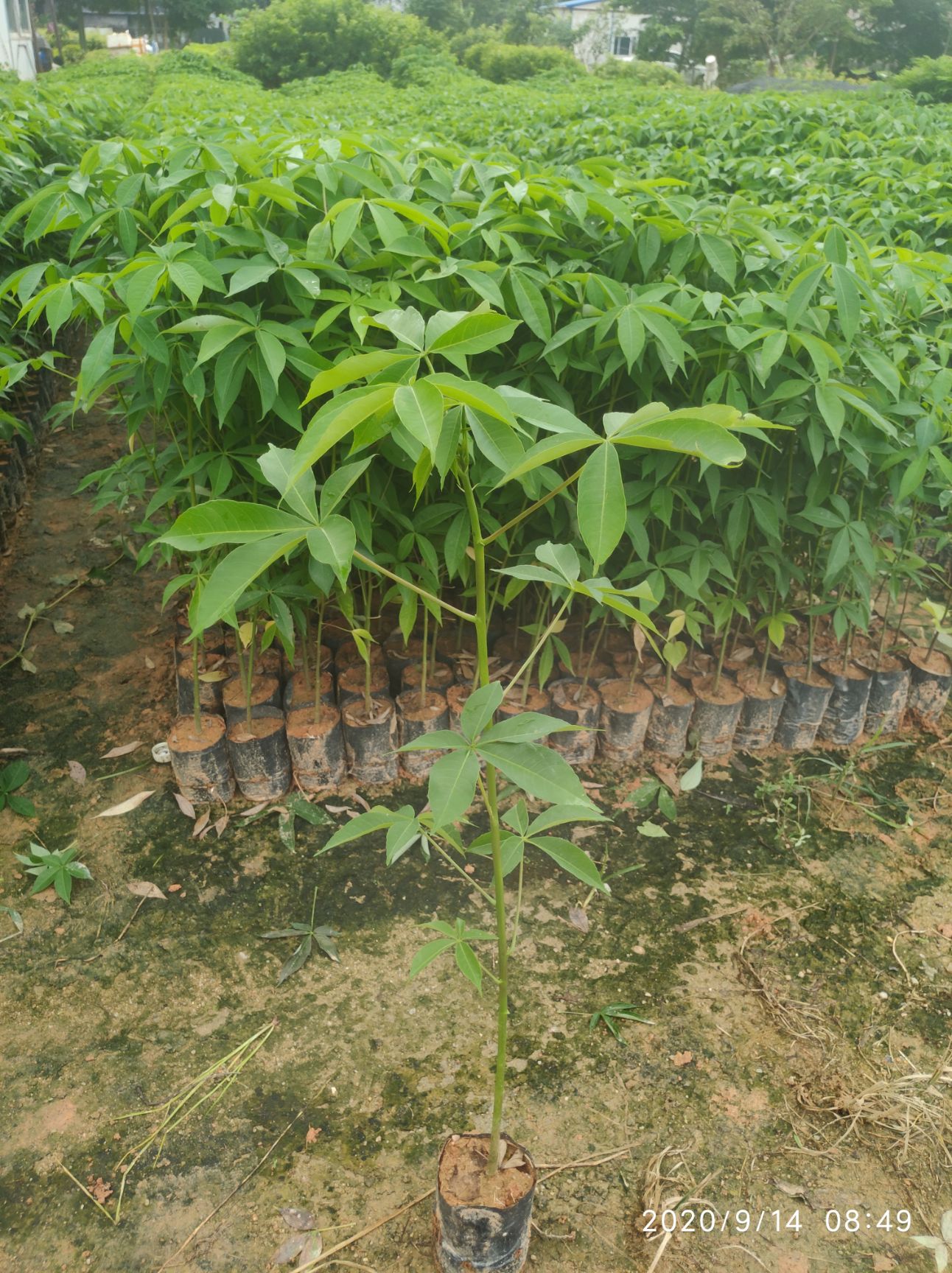 正宗大腹木棉 基地直销 落叶开花 24小时发货