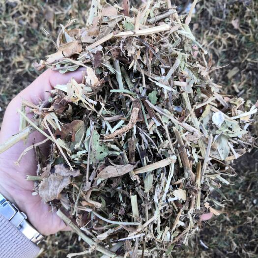泌阳县花生秧 