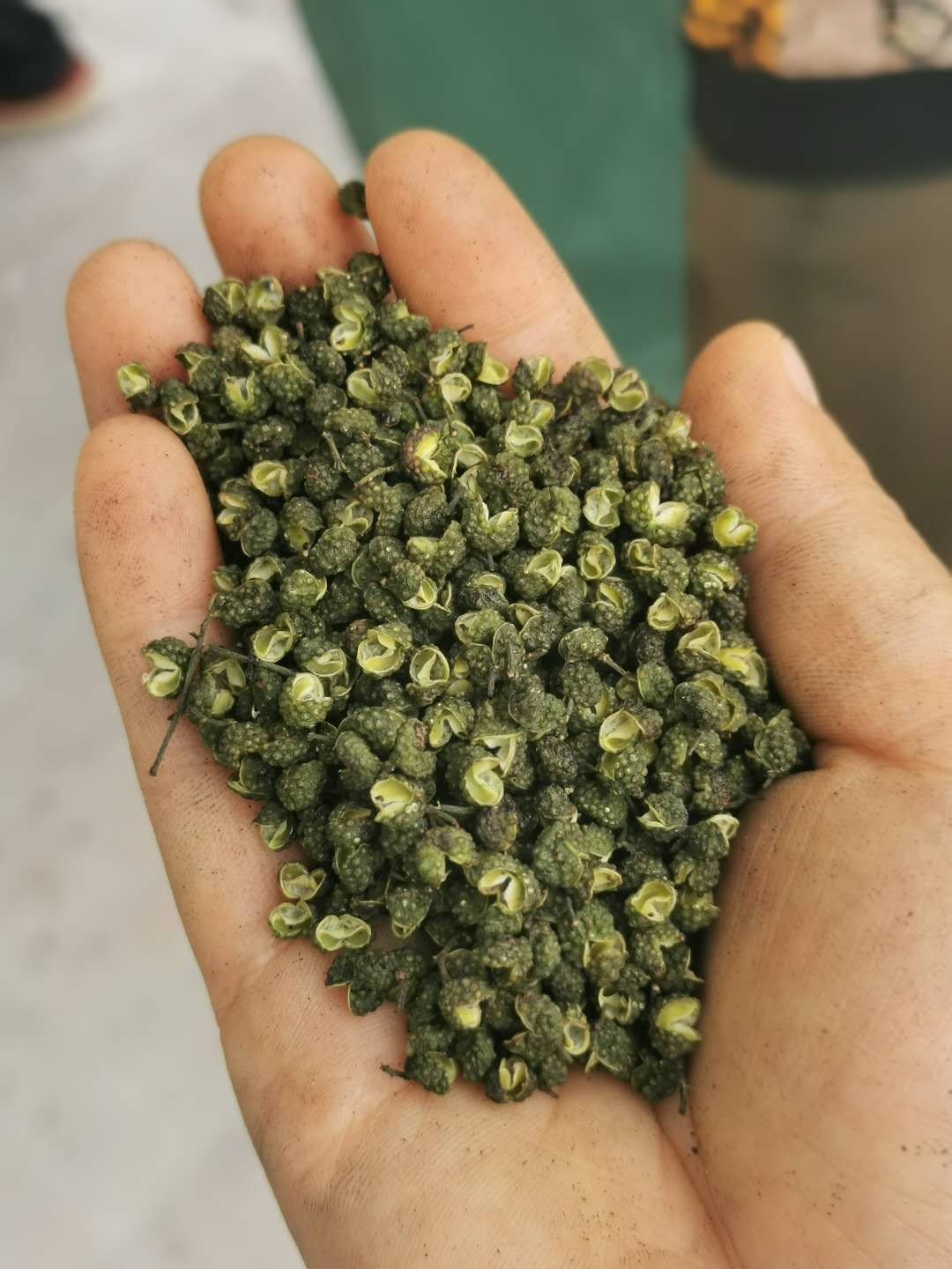  贵州高原青花椒