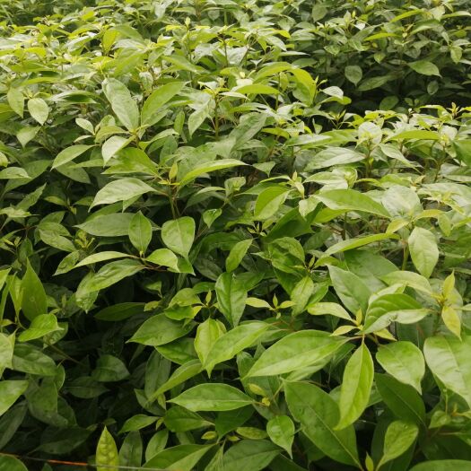 洪雅县小叶樟 大家都知道香樟苗属于常绿树种，必须使用袋苗，才能有效保证成活