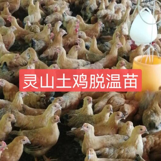 南宁 灵山土鸡脱温苗，疫苗齐全，品种纯正