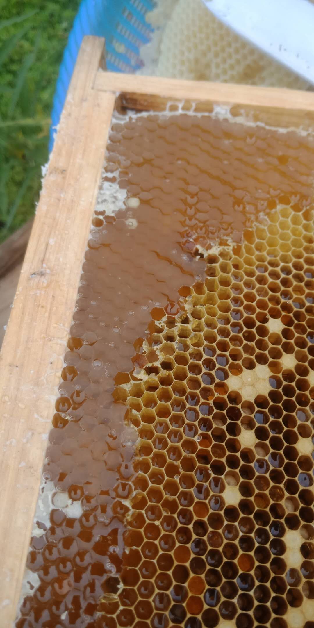 土蜂蜜 深山老刘纯生态乌桕蜜