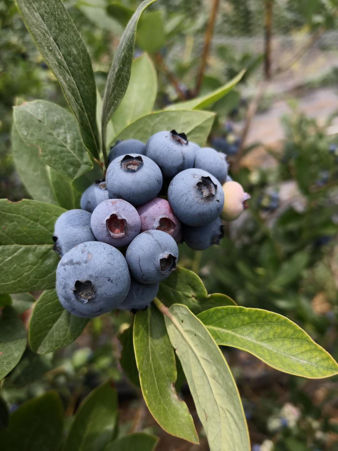 大果蓝金蓝莓品种特点图片