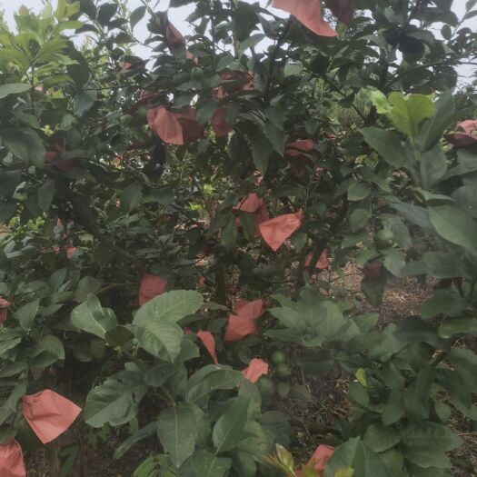 个旧市香水柠檬 绿色 无籽 