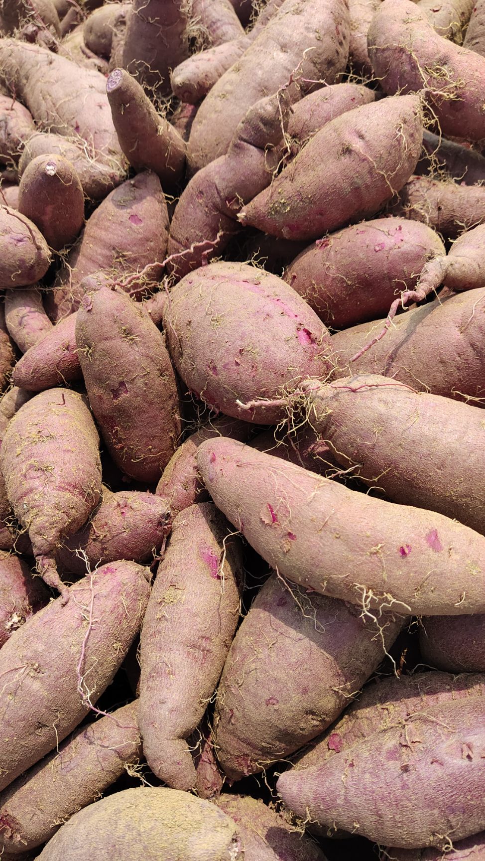 花叶二代贵妃紫，纯丘陵沙土地，它口感特别香甜，