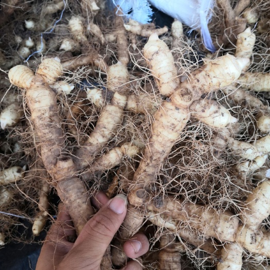 连州市鲜玉竹通货产地直销