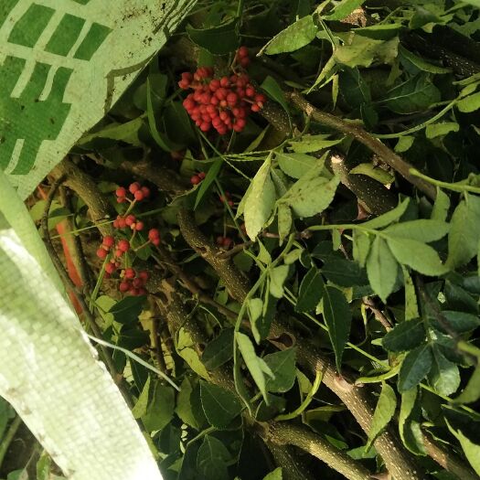韩城市无刺花椒苗  无刺高产嫁接花椒