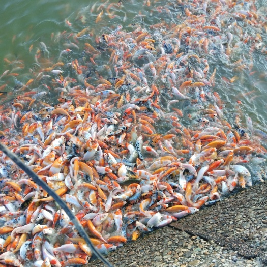 龙泉市日本锦鲤 浙江丽水，俊龙锦鲤。