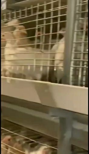 湖北十堰郧阳博园禽业销售部常年出售60天青年鸡