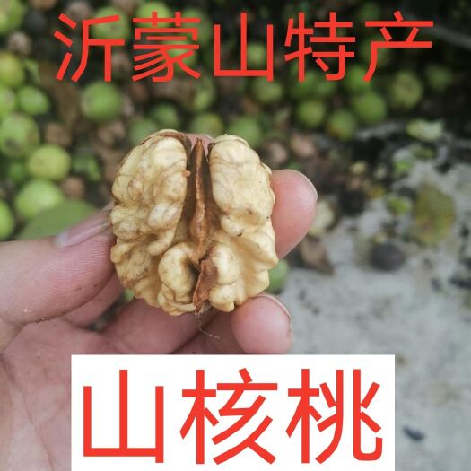 平邑县沂蒙山山核桃