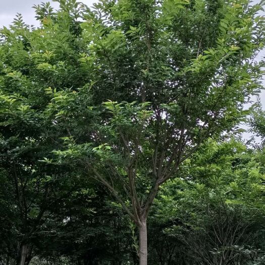 益阳矮樱 早樱