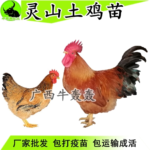 合江县 土鸡苗五黑鸡苗青脚麻鸡苗三黄鸡苗肉鸡苗纯种绿壳蛋鸡苗小鸡苗