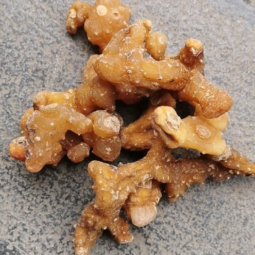 绥阳县鸡头黄精 黄精