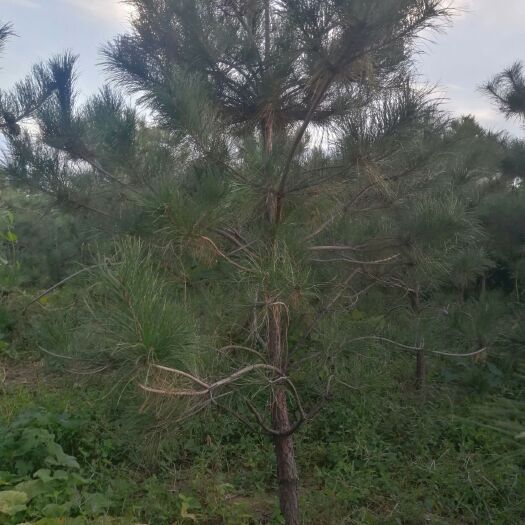 旱地油松  油松绿化工程树木