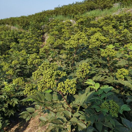 罗城县吴茱萸