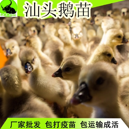 合江县特大种狮头鹅苗白鹅苗三花鹅苗什么鹅苗都有