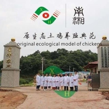 衡南县青脚土鸡苗 母