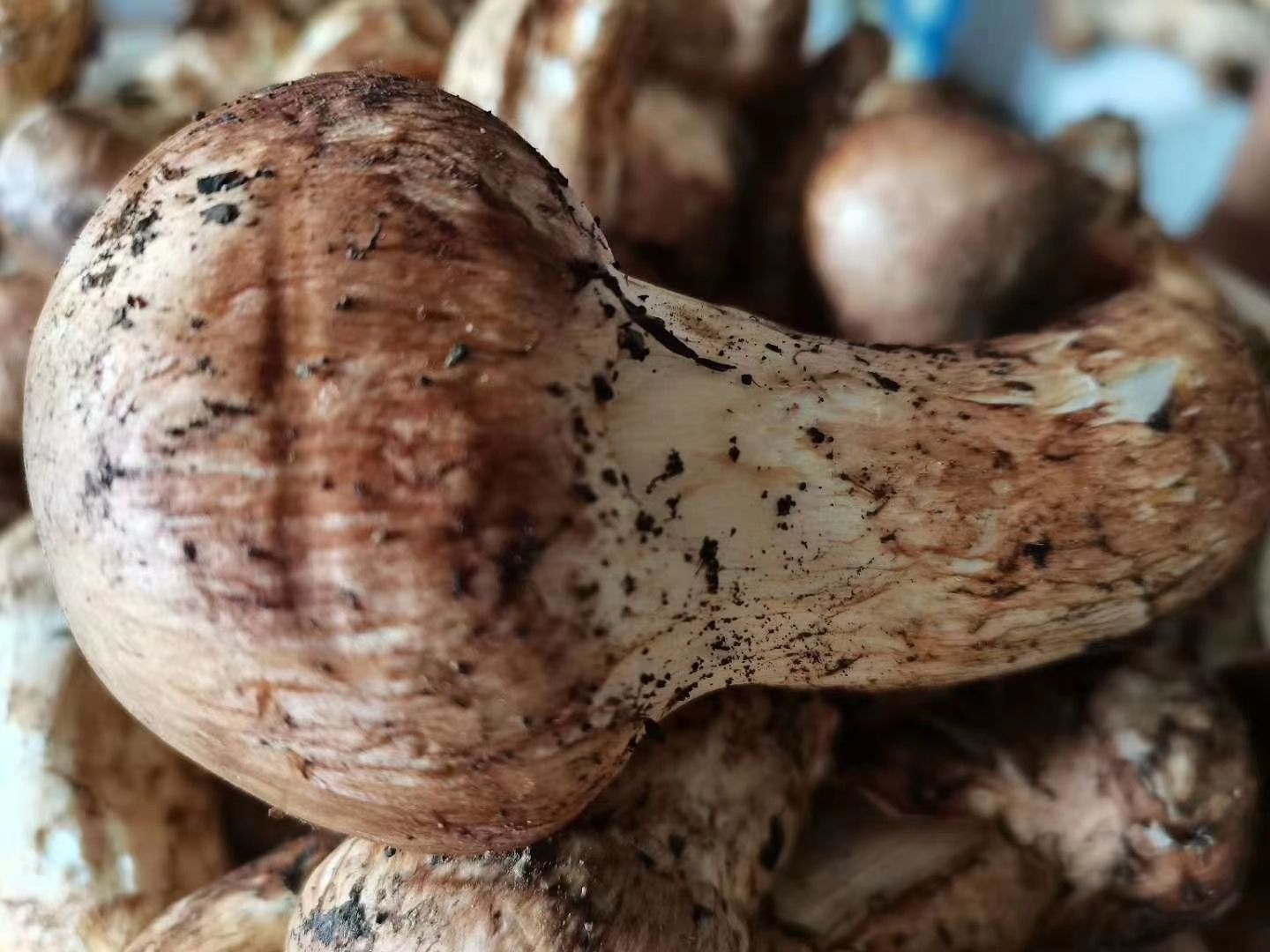 香格里拉松茸 来自香格里拉的专属礼物