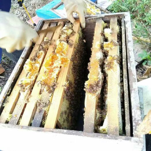 宁国市百花蜜  秋季蜂蜜