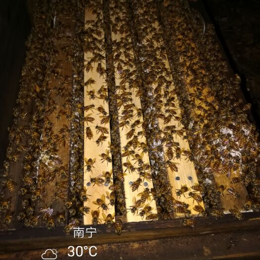 横州市土蜂  活体中蜂群，规格48,5*24
