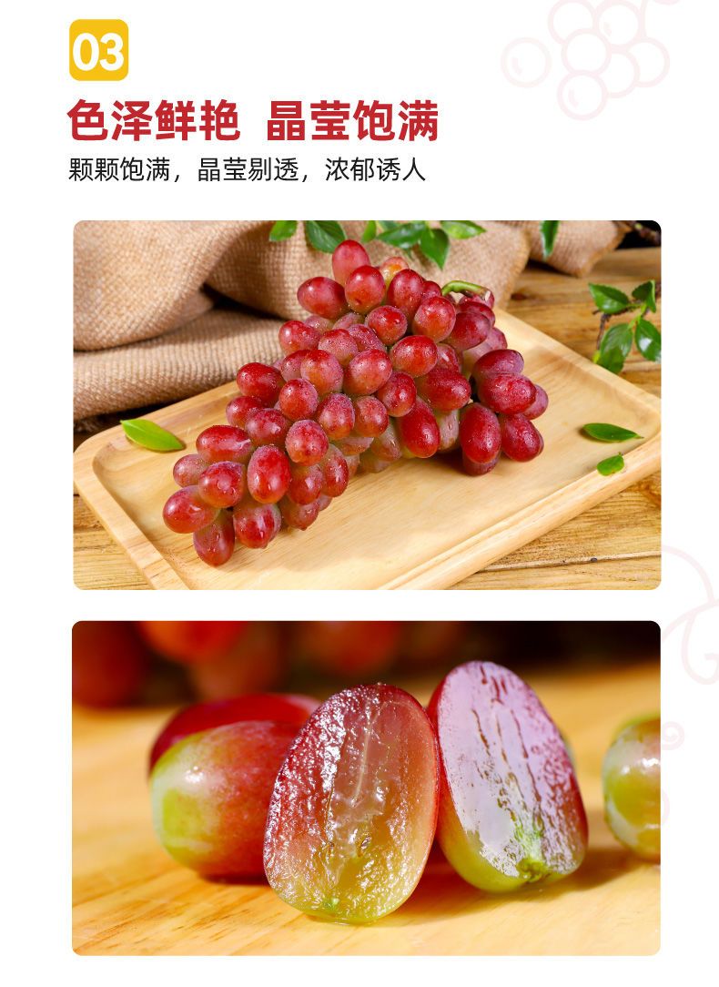 克伦生葡萄苗 克伦生无籽红葡萄苗自家育苗品种纯度高南北方均可种【极力推荐】