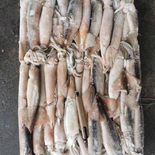 东港市朝鲜鱿鱼 鱿鱼，头筒，商品