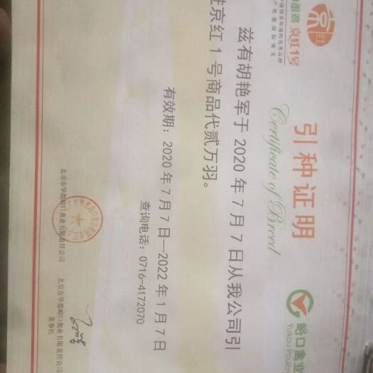 湖北十堰郧阳博园禽业常年出售40-90天青年鸡