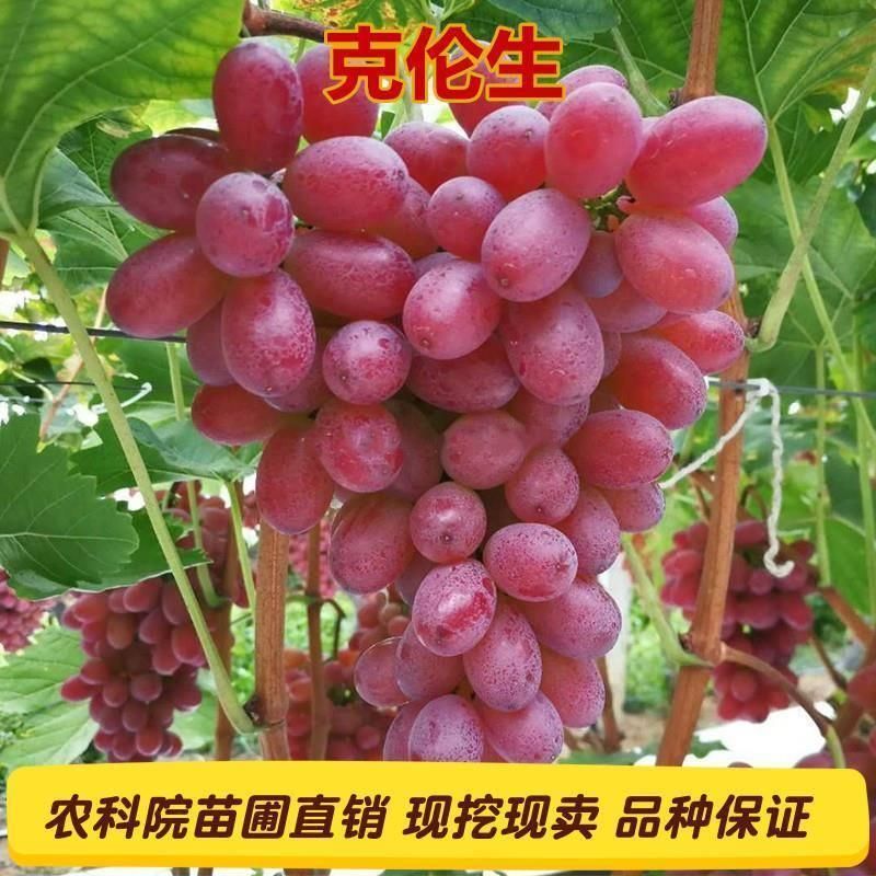 克伦生葡萄苗 克伦生无籽红葡萄苗自家育苗品种纯度高南北方均可种【极力推荐】