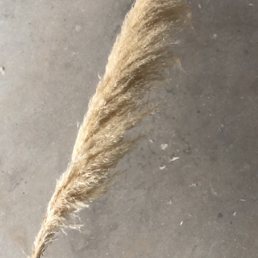 江城县 出售带籽芦苇（蒲苇），