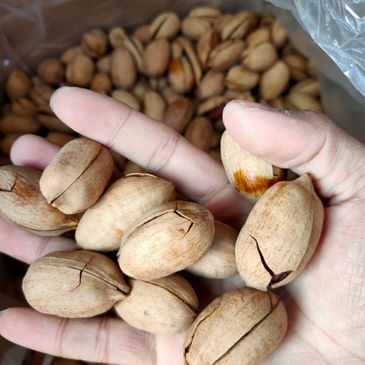 杭州碧根果，新货饱满，
