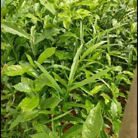 灵山县白花白芨苗 白花牛奶根苗