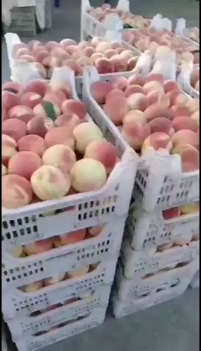 蜜桃中永莲蜜桃