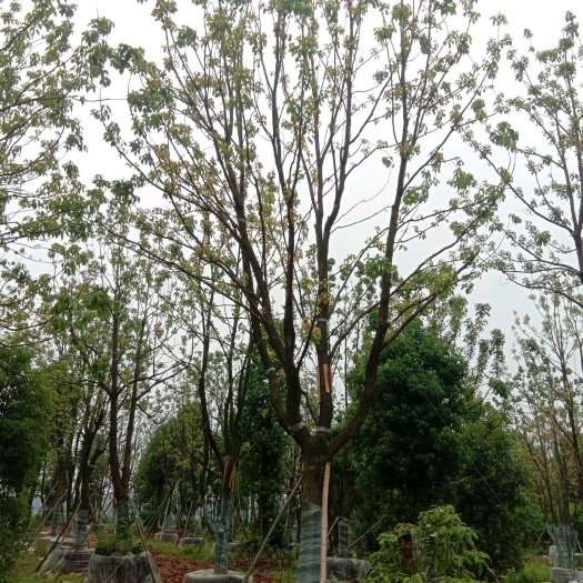 益阳 全冠香樟