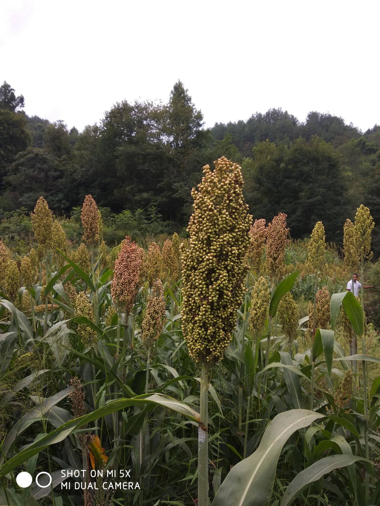 红糯25号高粱 高山酿酒专用高粱，出酒率，大约30000斤，明年产量会增