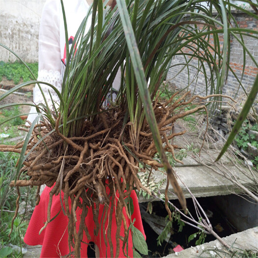 枣阳市 大量兰草花，春兰，惠兰，墨兰，剑兰，蜜蜂兰，变异品种，，
