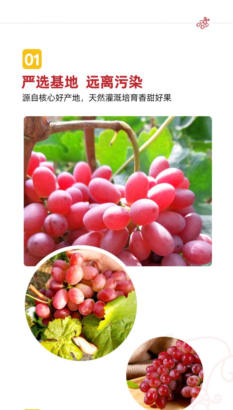 克伦生葡萄苗 克伦生无籽红葡萄苗自家育苗品种纯度高南北方均可种【极力推荐】