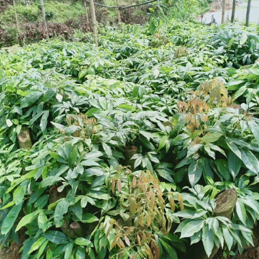 灵山县妃子笑荔枝苗  妃子笑荔高压枝苗