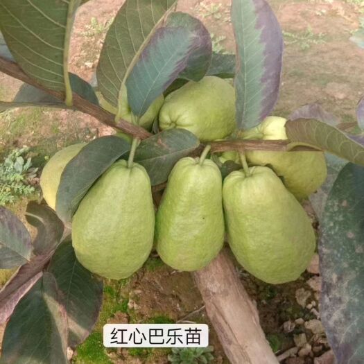 灵山县红心芭乐番石榴苗  西瓜巴乐番石榴苗四季结果红心芭乐 少籽红宝石珍珠番石榴
