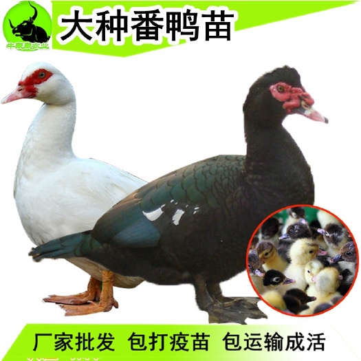 湘潭县大种西洋鸭苗 番鸭苗火鸭苗旱鸭苗水鸭苗