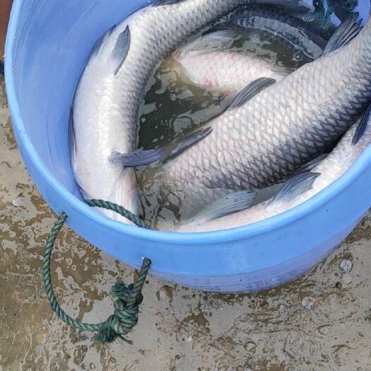 荆州淡水青鱼 10-18公斤