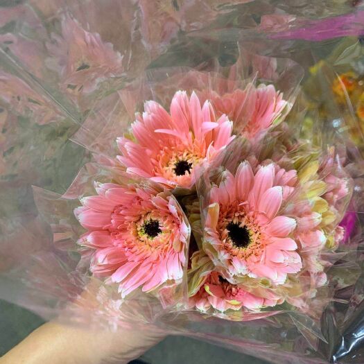 清流县自家种的非洲菊各种颜色都有