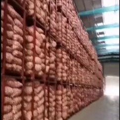 金乡县金乡大蒜 专注，专业，储存，加工大蒜